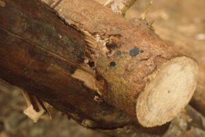 Le mi-bois arton192-ca6