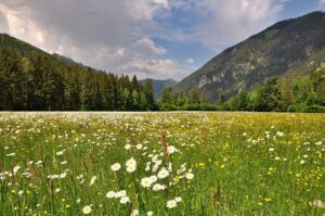 Les fleurs des montagnes arton426-071