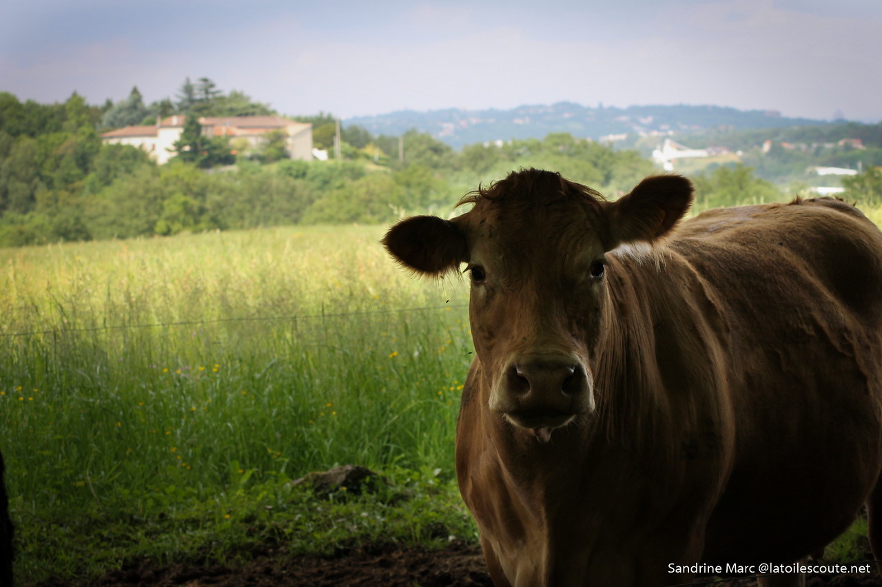 La vache sans tache qui tache