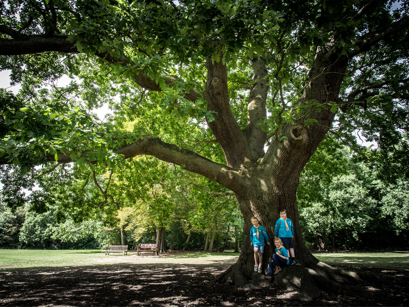 L’arbre de Baden-Powell élu 5ème plus bel Arbre Européen de l’Année